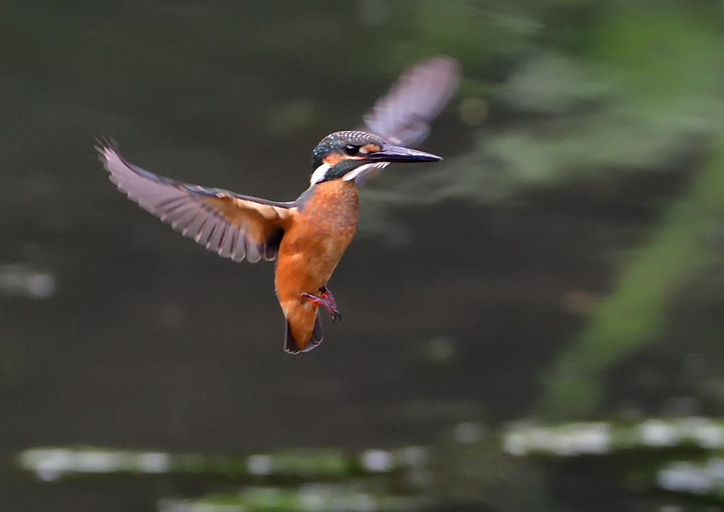 ホバリング　７/２９➅