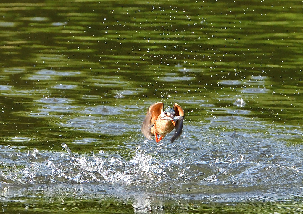 魚を・・・・・・　５/５❶