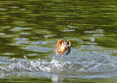 魚を・・・・・・　５/５❶