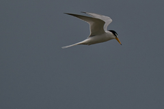 コアジサシ　５/２２❶