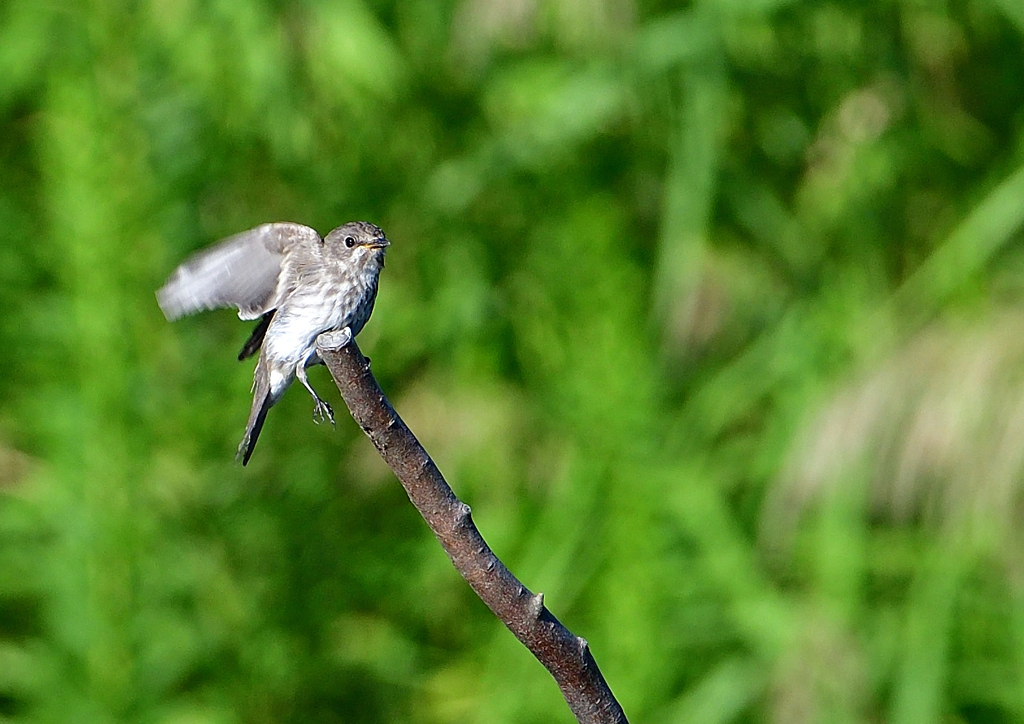 エゾビタキ　９/２８❸