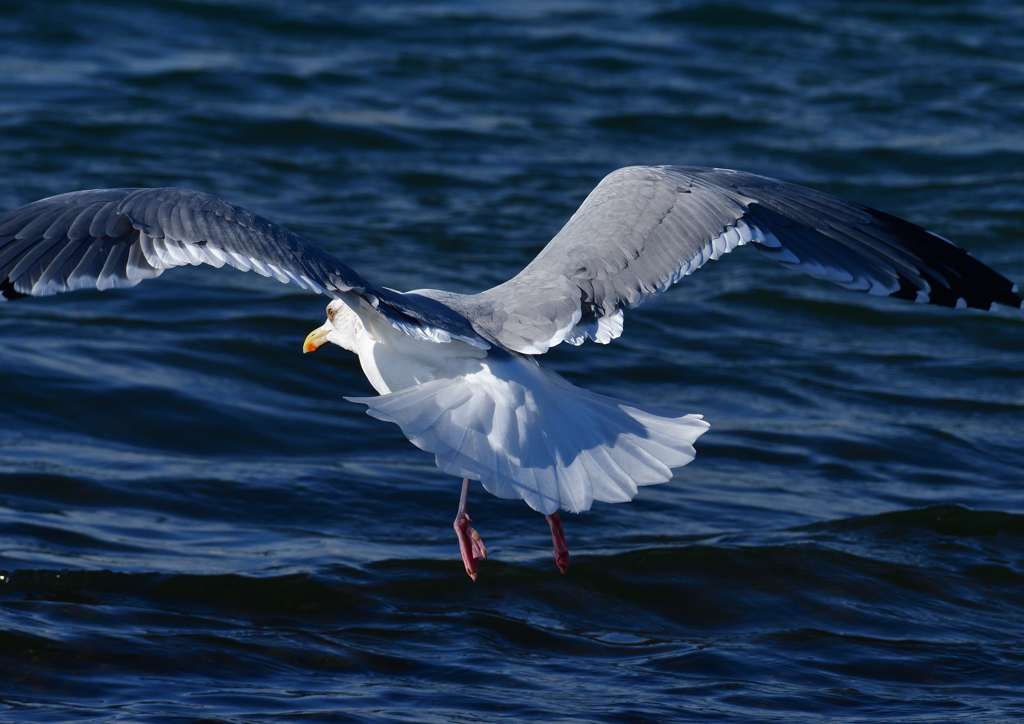 セグロカモメ　１/４❷