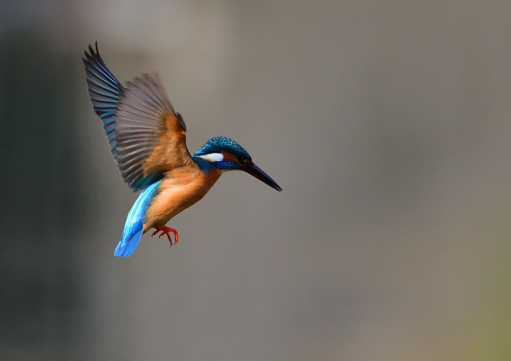 ホバ　４/１７❷