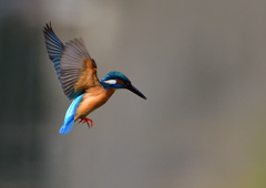 ホバ　４/１７❷