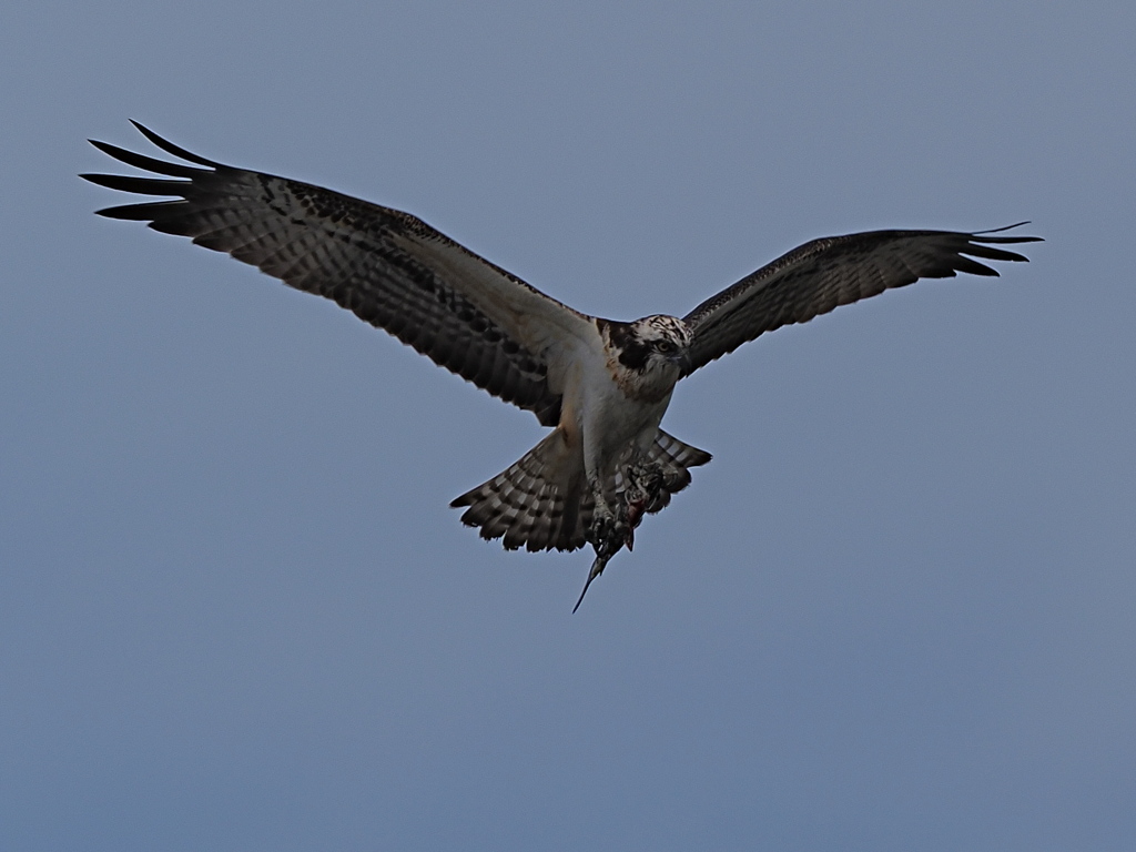 ミサゴ　１０/２１❸