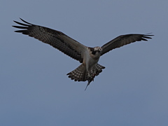 ミサゴ　１０/２１❸