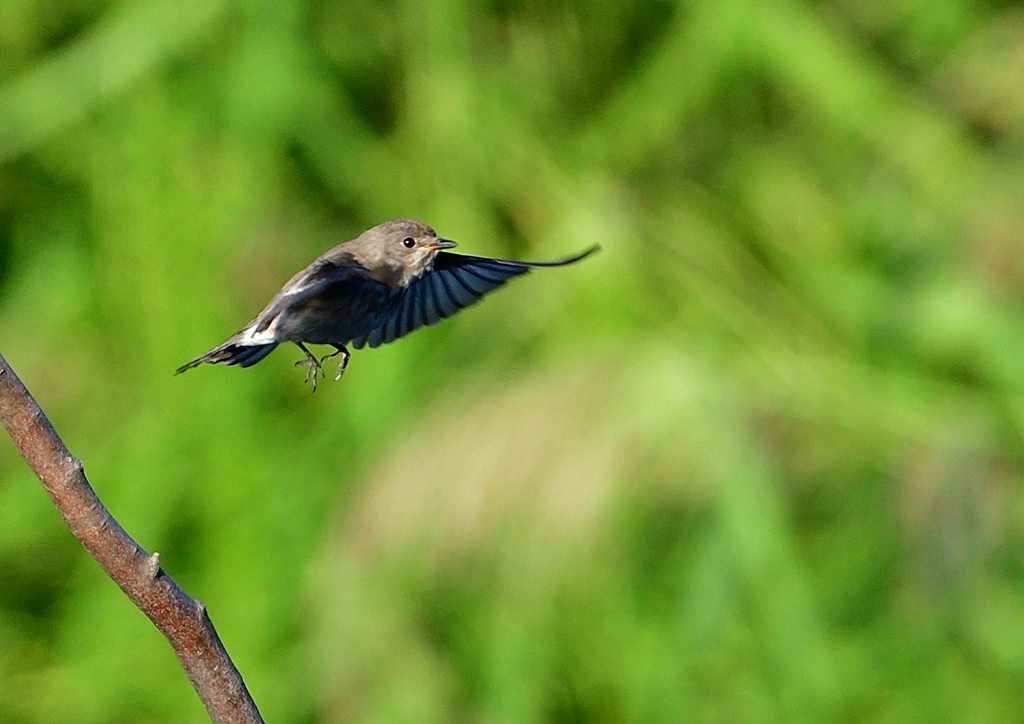 エゾビタキ　９/２８❶