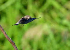 エゾビタキ　９/２８❶