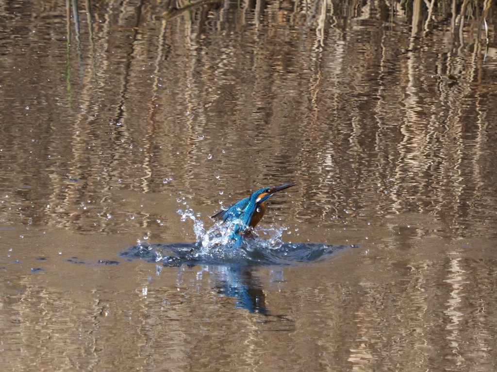 カワセミ　２/２７❷
