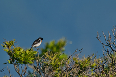 ノビタキ　７/１８❷