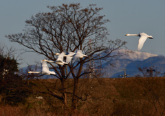 コハクチョウ　１/２０❻
