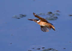 飛翔　８/１９❷