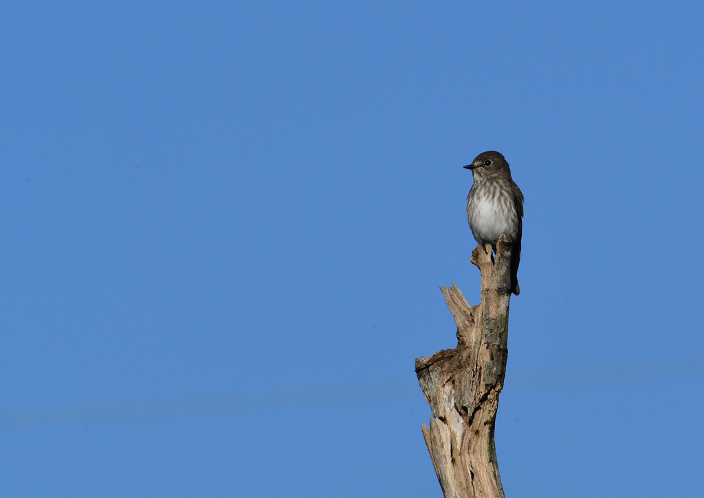 エゾビタキ　⑤