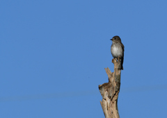 エゾビタキ　⑤