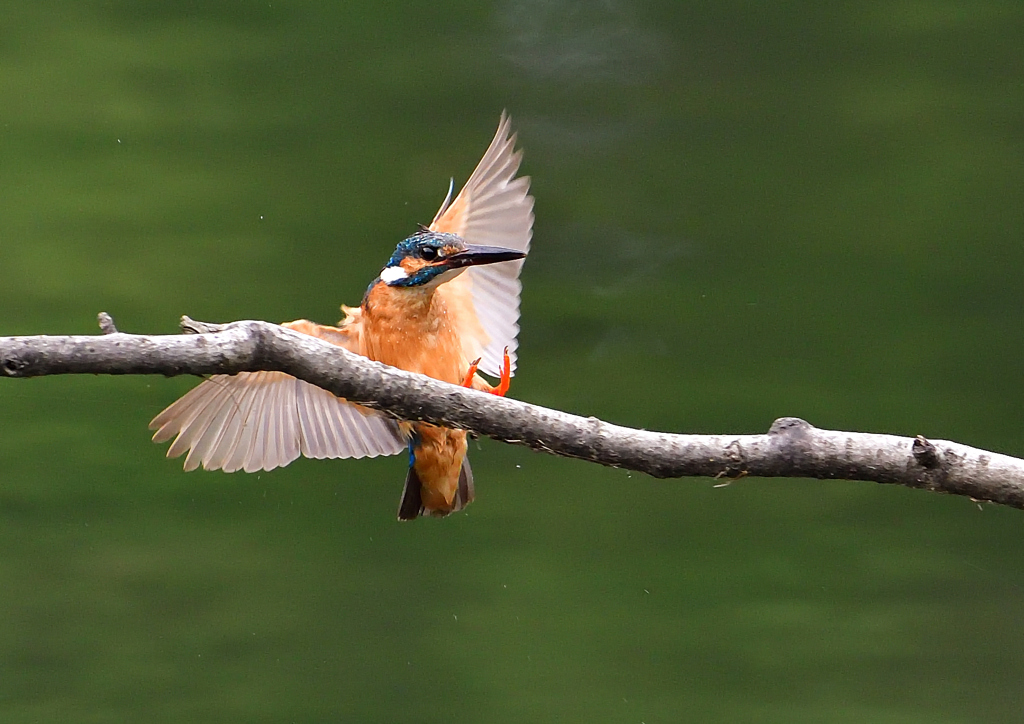止まり木へ　７/１５