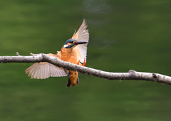 止まり木へ　７/１５