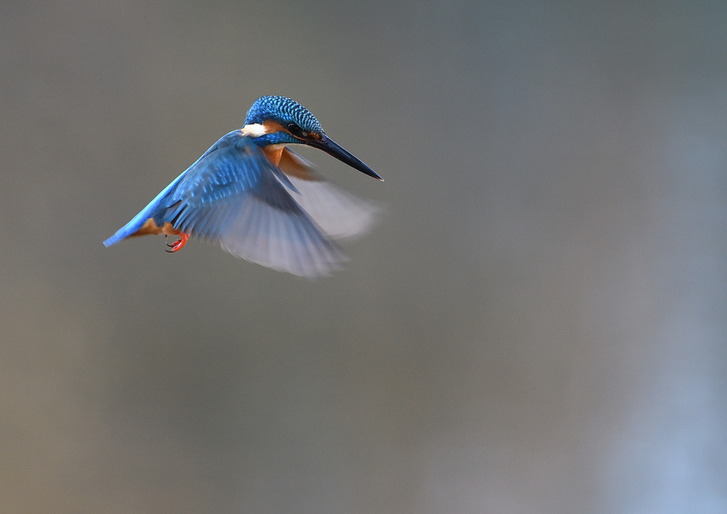 雄のホバリング❸