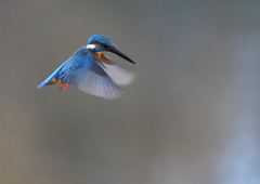 雄のホバリング❸