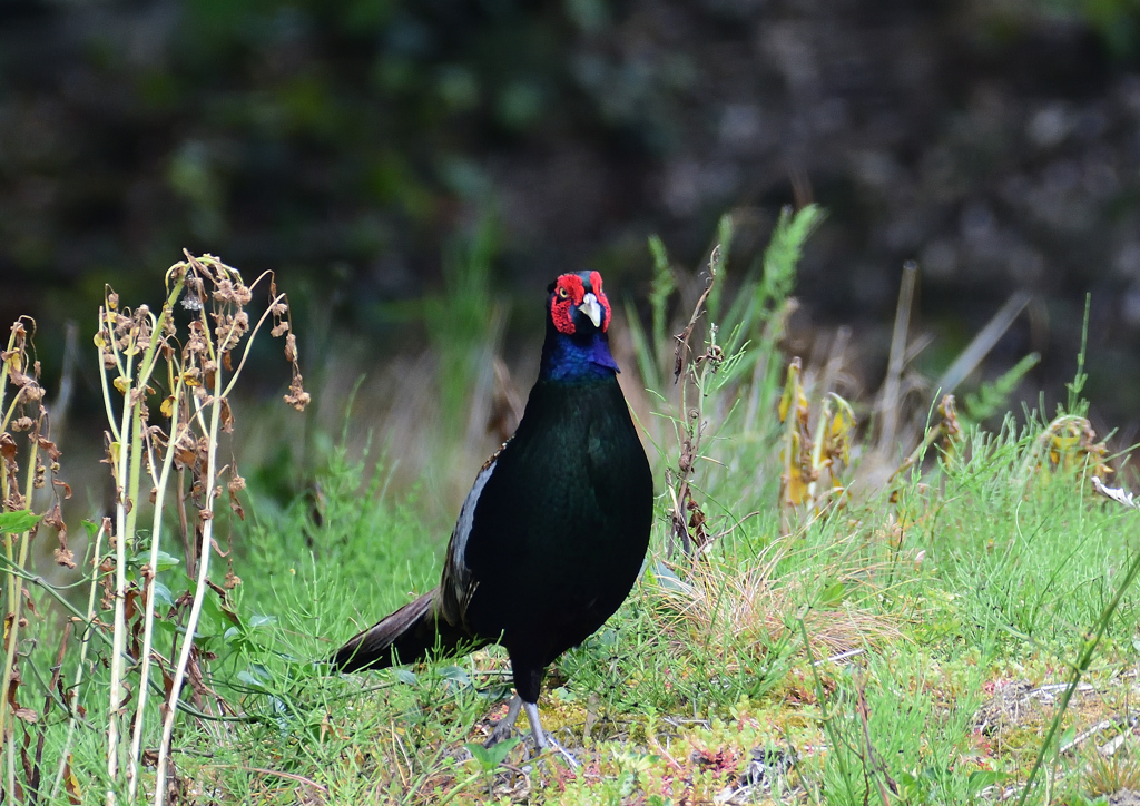 キジ　５/１３❹