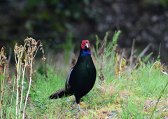 キジ　５/１３❹