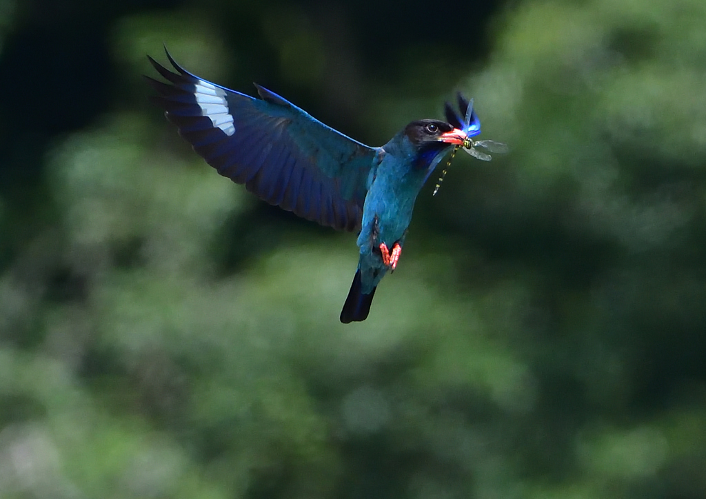 ブッポウソウ　７/２❶