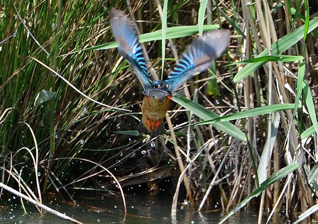 魚を・・・・・・　５/２０➓