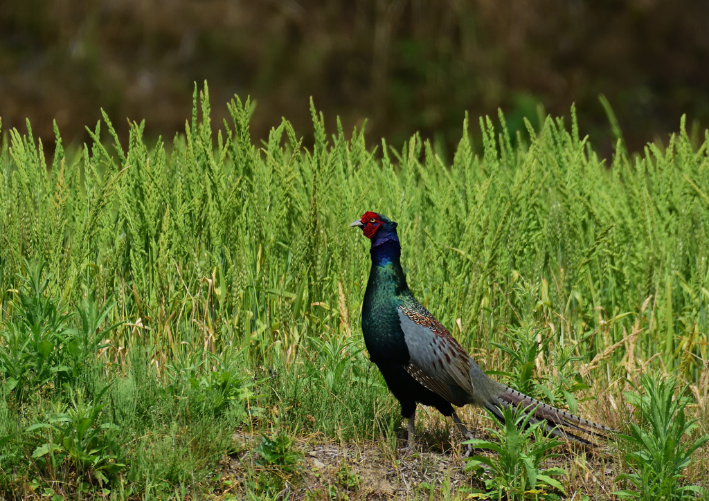 キジ　５/１３❸