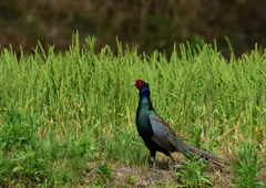 キジ　５/１３❸