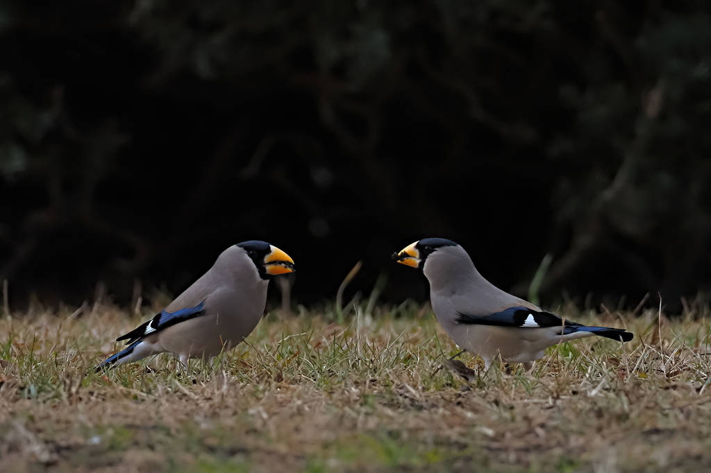 イカル　１/２５