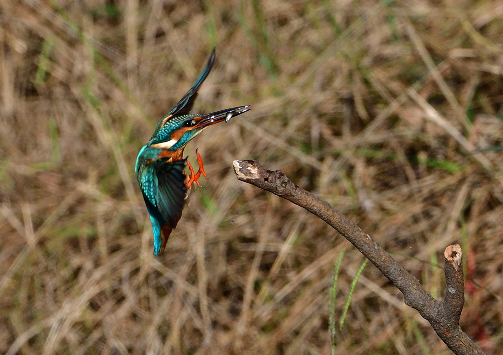 いつもの公園で　１０/２７❹