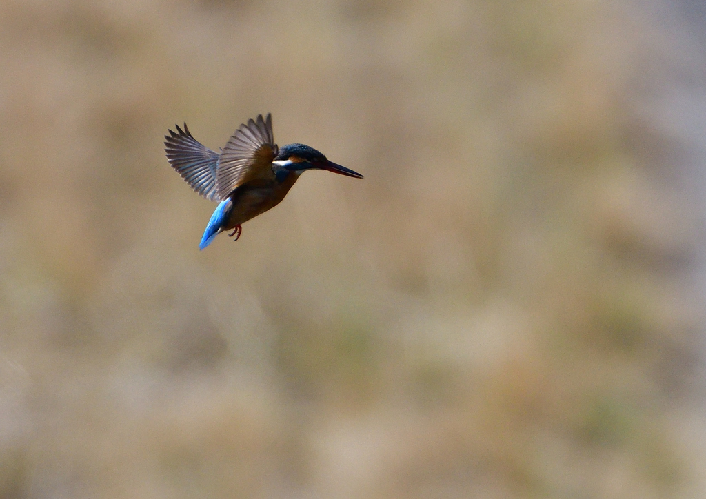 ホバ　３/１７❶