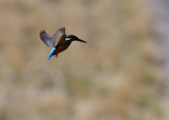 ホバ　３/１７❶