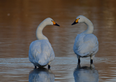 コハクチョウ　２/６❶