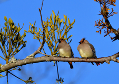 ヒレンジャク　２/２１❹