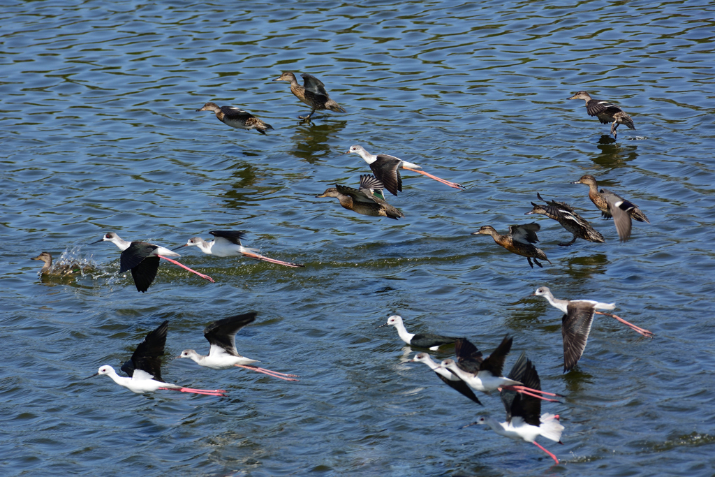 セイタカシギ＆カモ