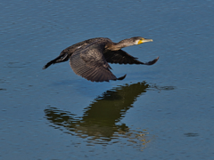 カワウ　９/１０