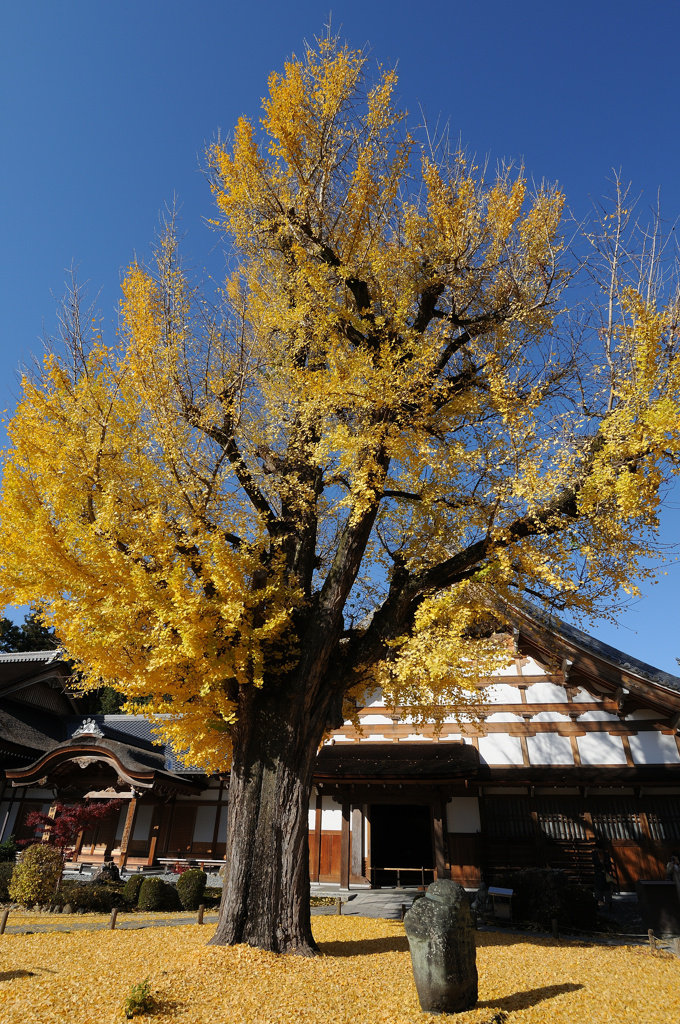 永保寺の紅葉　１２/１❶