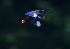 ブッポウソウ　７/２❾