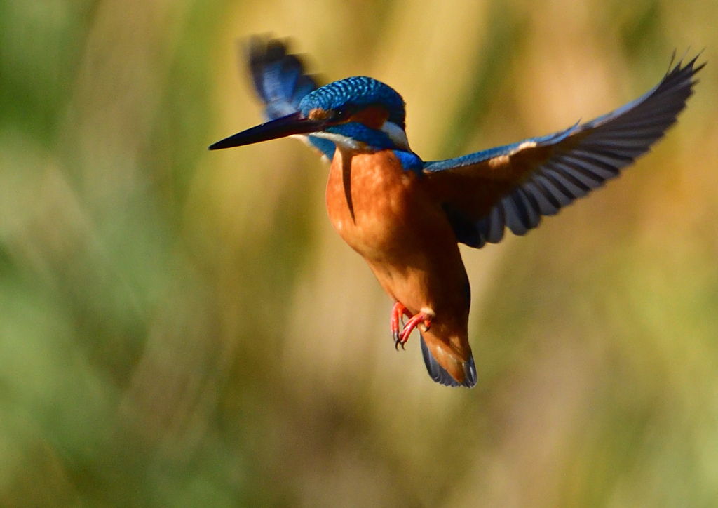 いつもの公園で　ホバ・ホバ・ホバ　１２/５❽