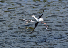 ハジロクロハラアジサシ&セイタカシギ　１０/５❶