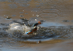 ドジョウを・・・❶