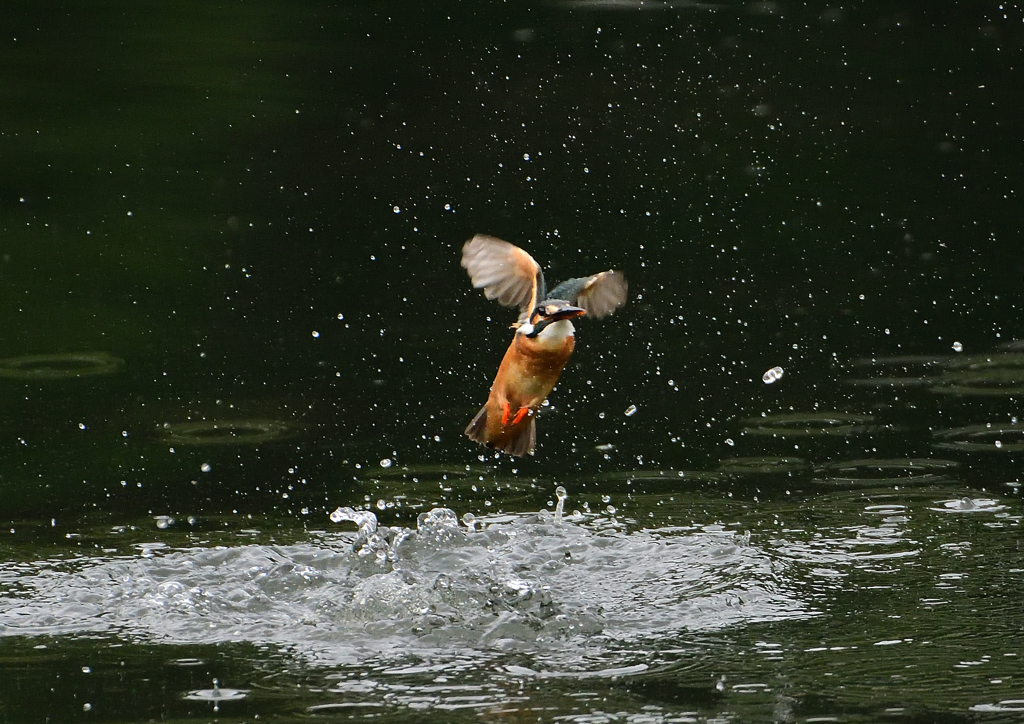 ダイブ　６/２❸