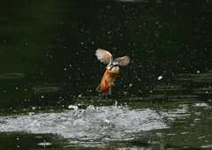 ダイブ　６/２❸