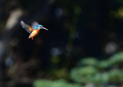 ホバる　３/２５❷