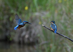 オスとメス　５/２０❶