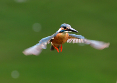 ホバる　７/１２①