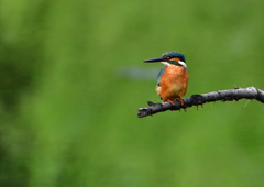 止まり木　７/２８①