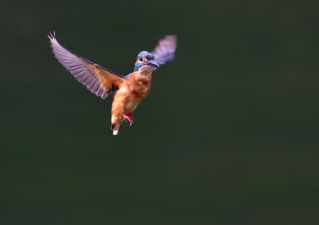 いつもの公園で　最初のホバリング　９/１９❷