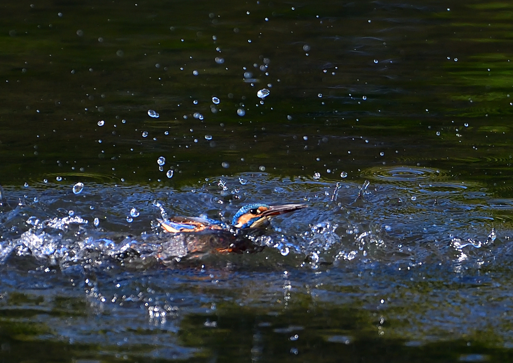 いつもの公園で　１０/１５❻