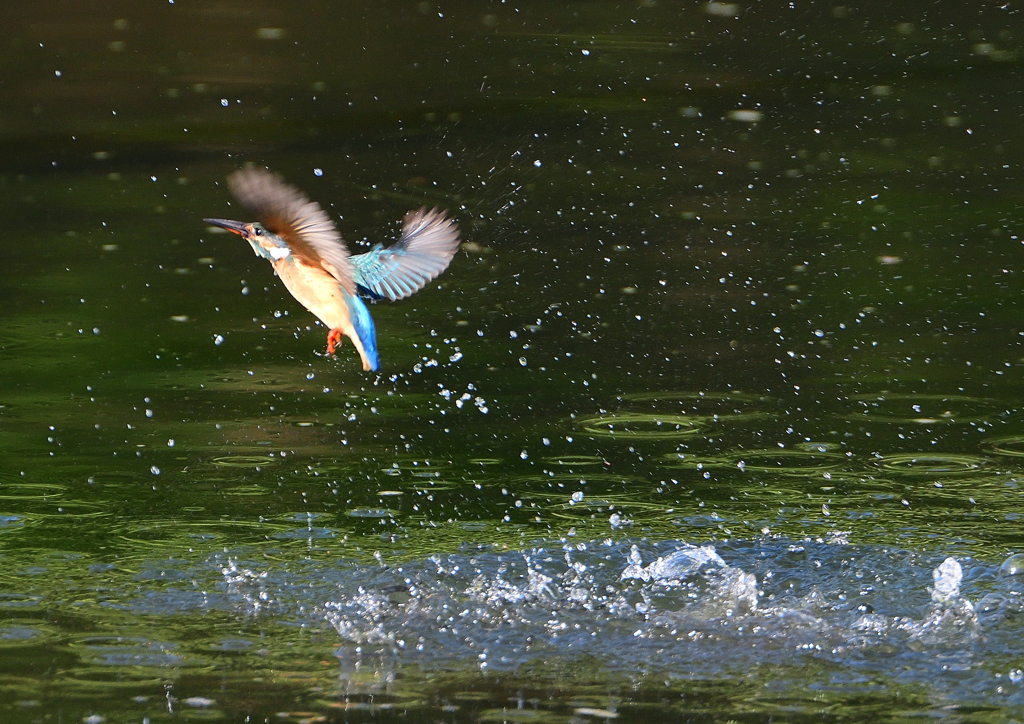 ダイブ　８/１３❿